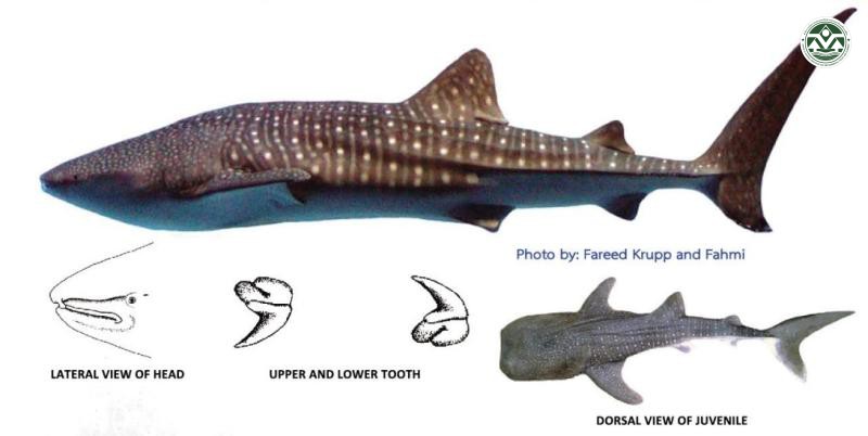 Rhincodon typus