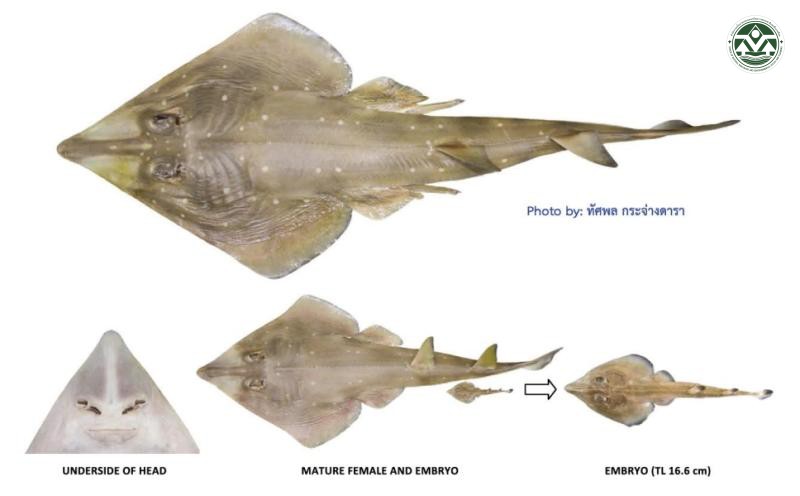 Rhinobatos annandalei