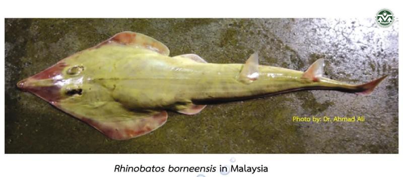 Rhinobatos borneensis