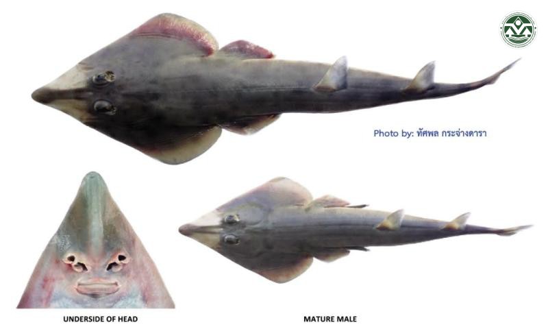 Rhinobatos lionotus