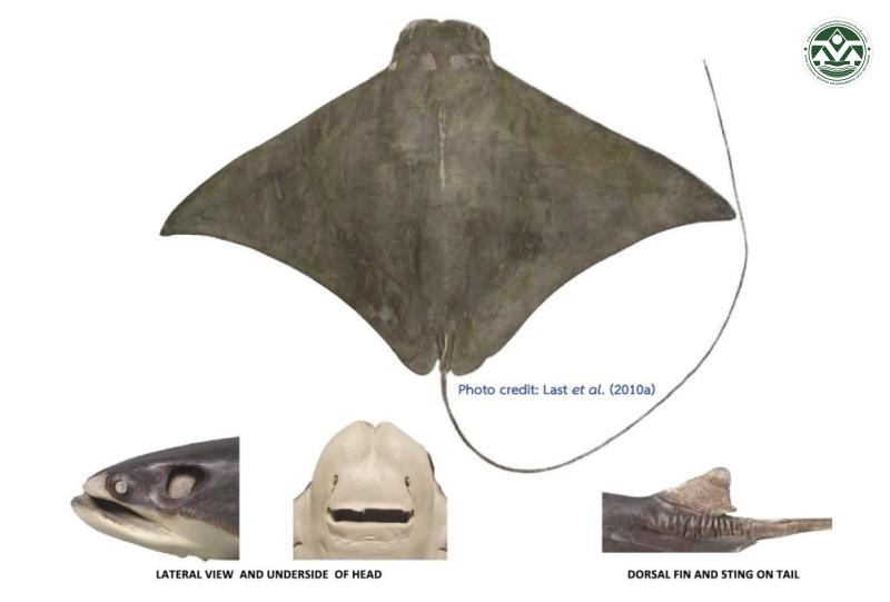 Rhinoptera javanica