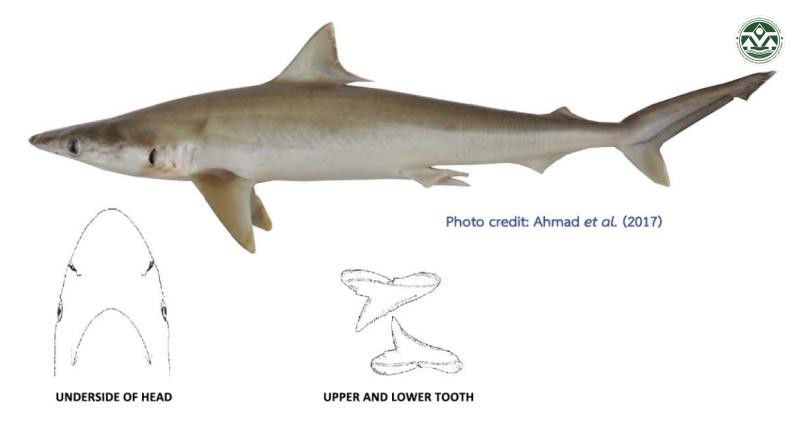 Rhizoprionodon acutus