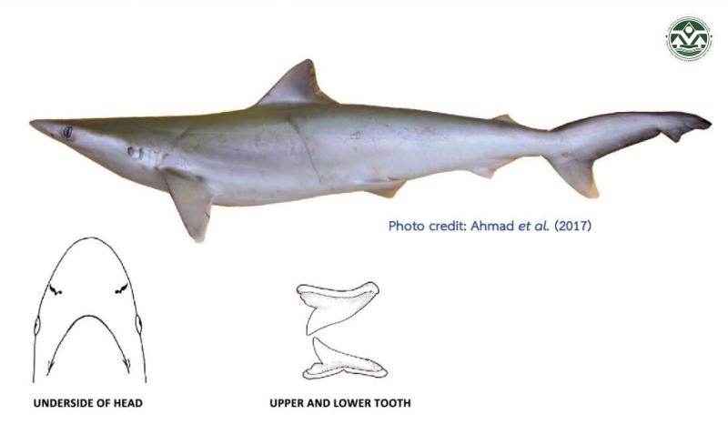 Rhizoprionodon oligolinx