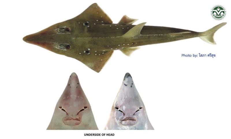 Rhynchobatus australiae