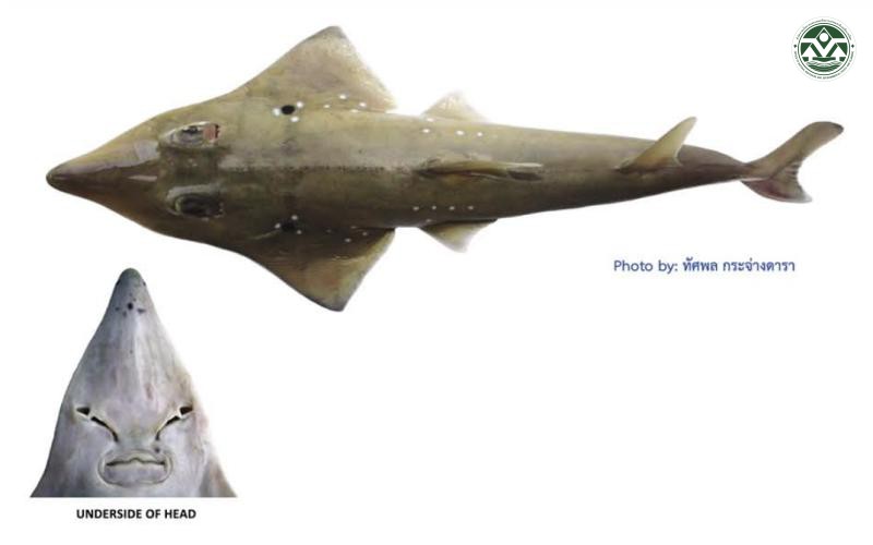 Rhynchobatus laevis