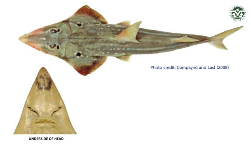 Rhynchobatus palpebratus