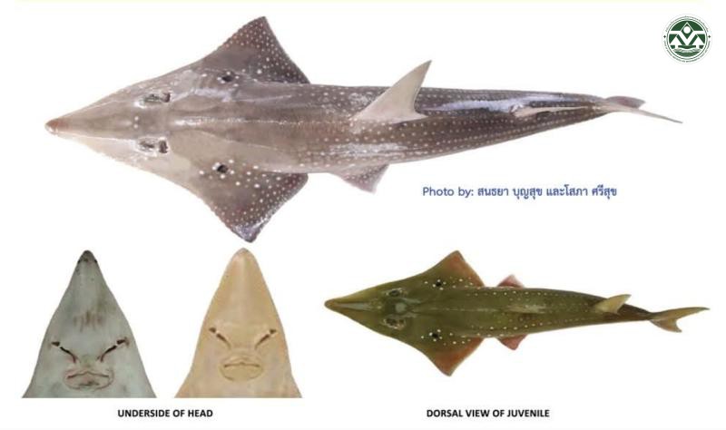 Rhynchobatus springeri