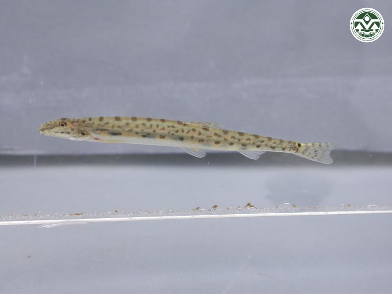 Aperioptus delphax