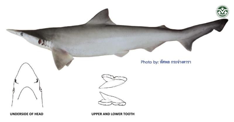 Scoliodon laticaudus