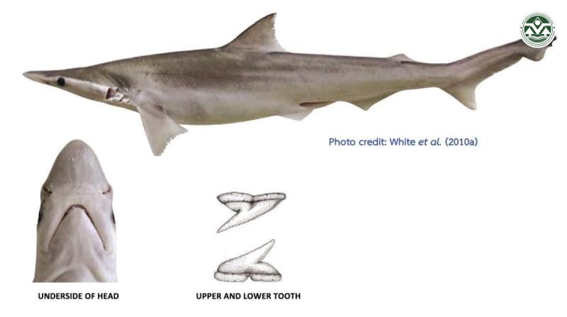 Scoliodon macrorhynchos