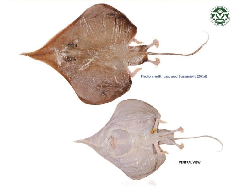 Sinobatis andamanensis