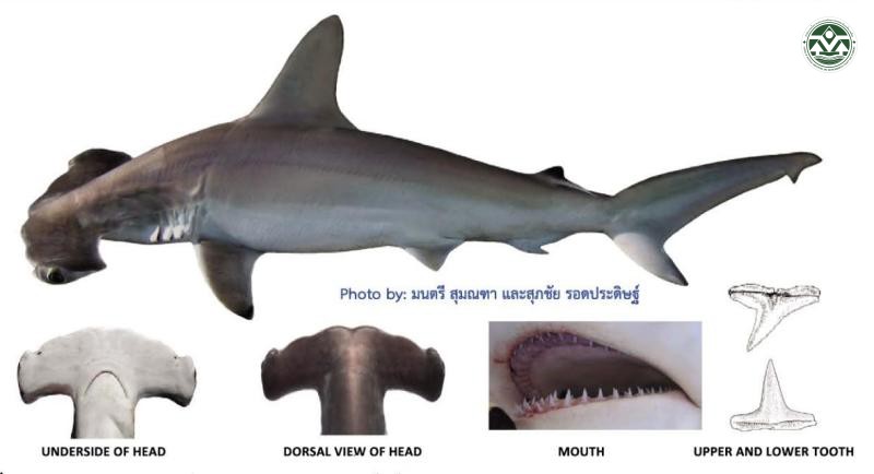Sphyrna lewini