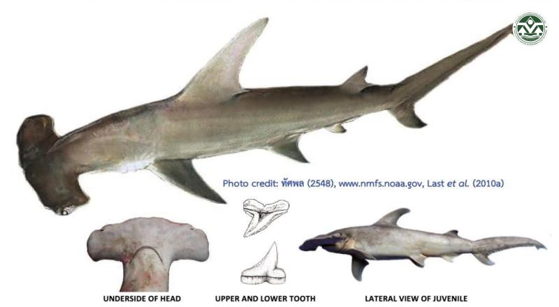 Sphyrna mokarran