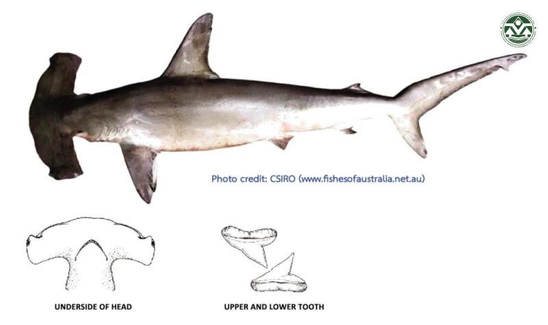 Sphyrna zygaena