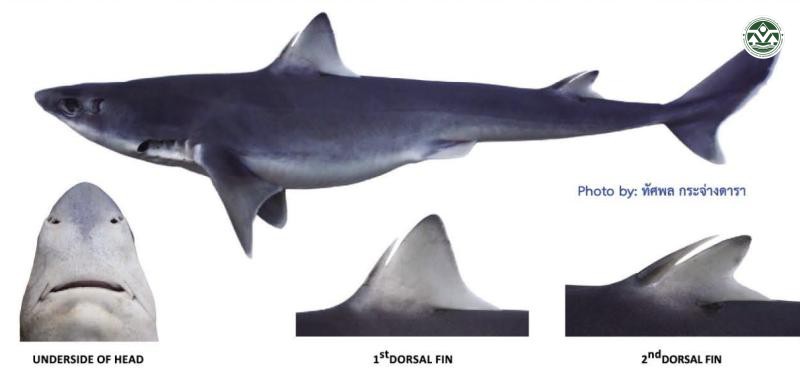 Squalus hemipinnis