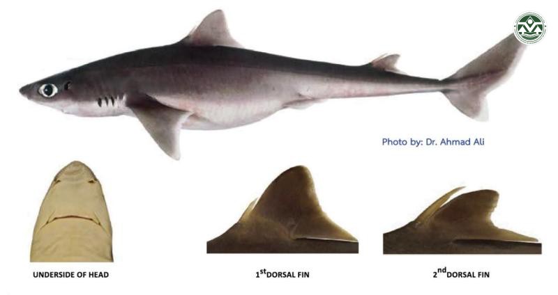 Squalus megalops