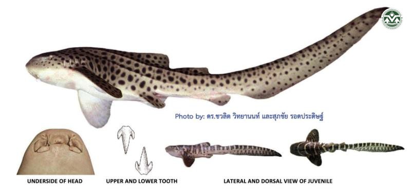 Stegostoma fasciatum