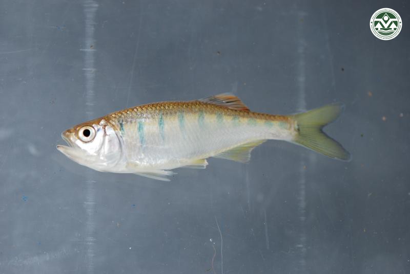 Barilius pulchellus