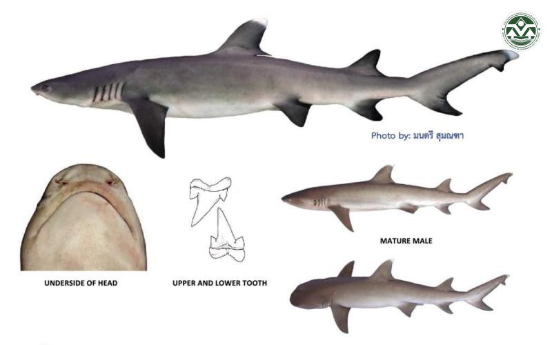 Triaenodon obesus