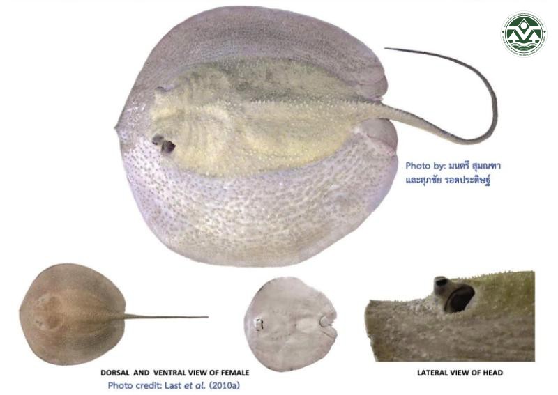 Urogymnus asperrimus