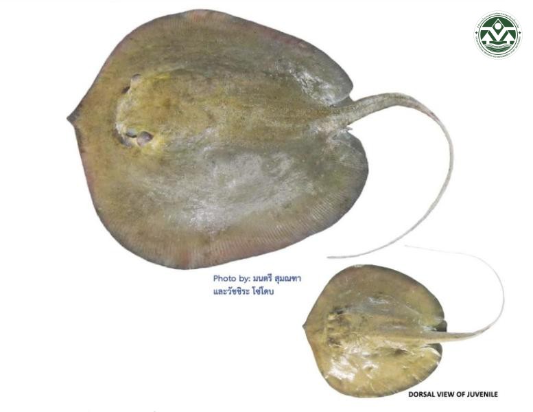 Urogymnus granulatus