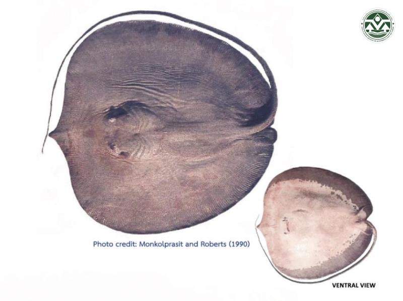 Urogymnus polylepis