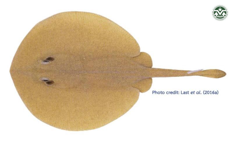 Urolophus javanicus