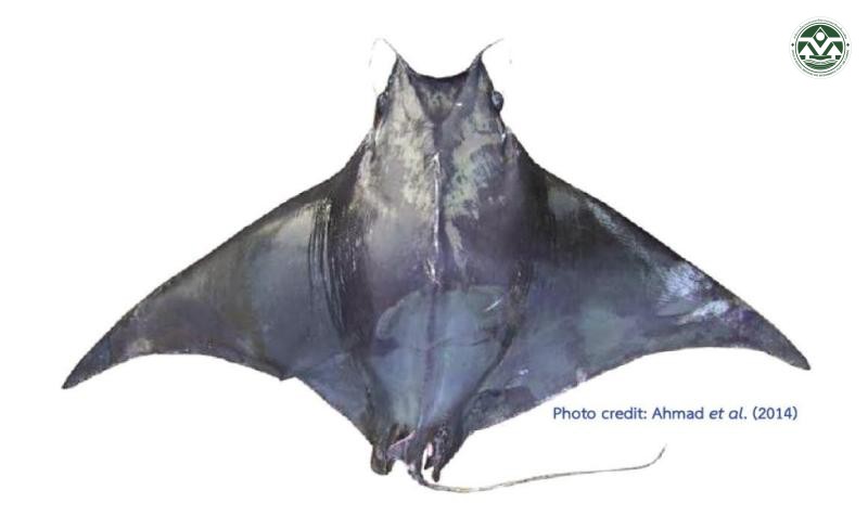 Mobula tarapacana