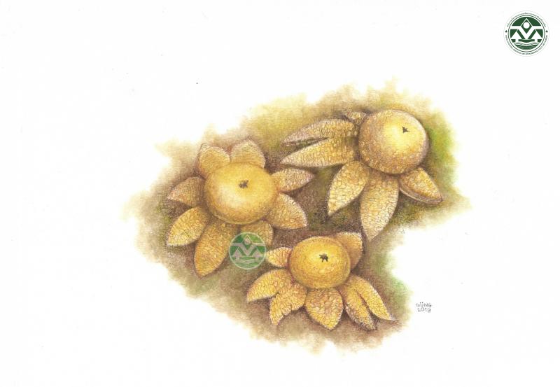 Astraeus sirindhorniae