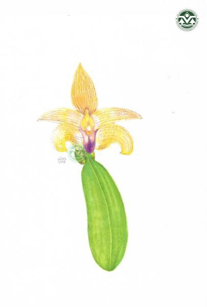 Bulbophyllum Princess Bejaratana