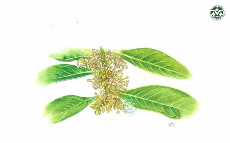 Buxus sirindhorniana