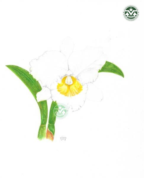 Cattleya ‘Queen Sirikit’