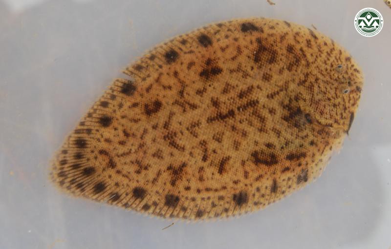 Brachirus siamensis
