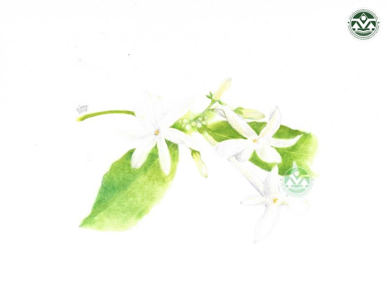 Jasminum bhumibolianum