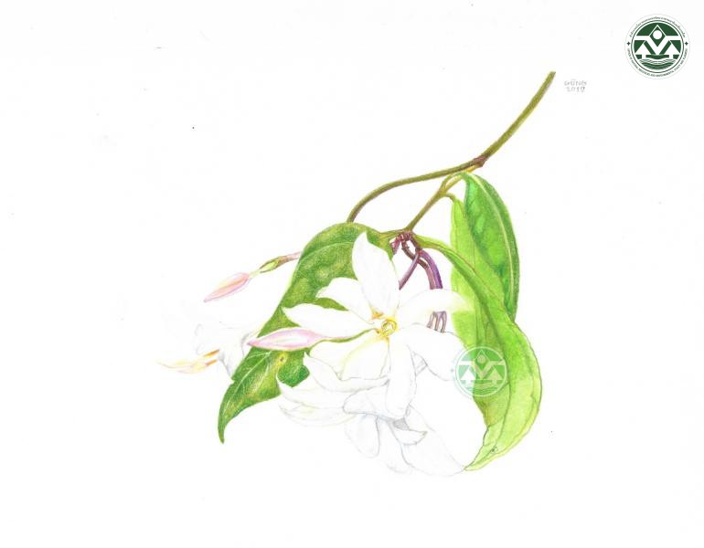 Jasminum nobile