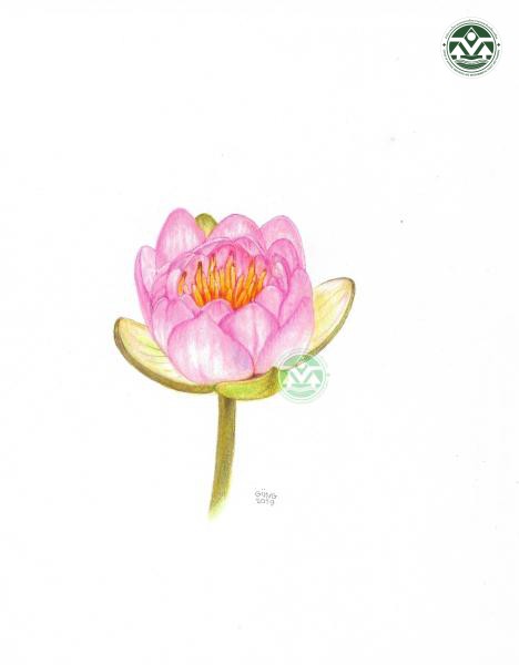 Nymphaea ‘Queen Sirikit’