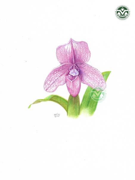Paphiopedilum ‘Princess Sangwan’