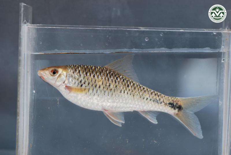 Crossocheilus coatesi