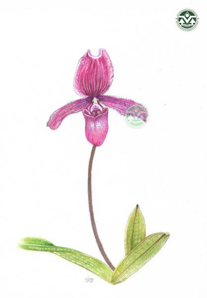 Paphiopedilum ‘Sangwan Anniversary 108th’