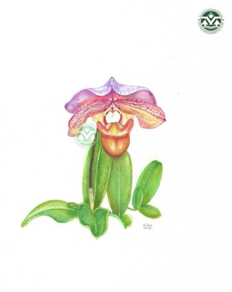 Paphiopedilum charlesworthii