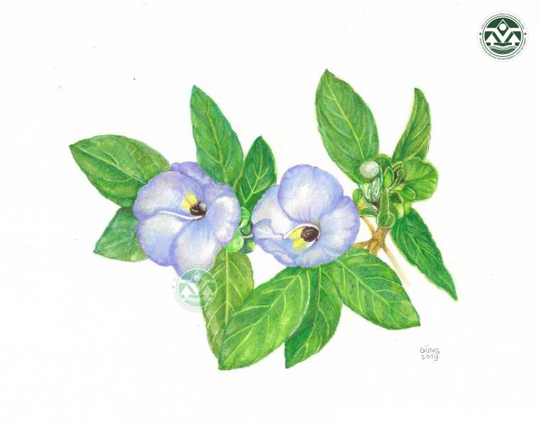 Paraboea bhumiboliana