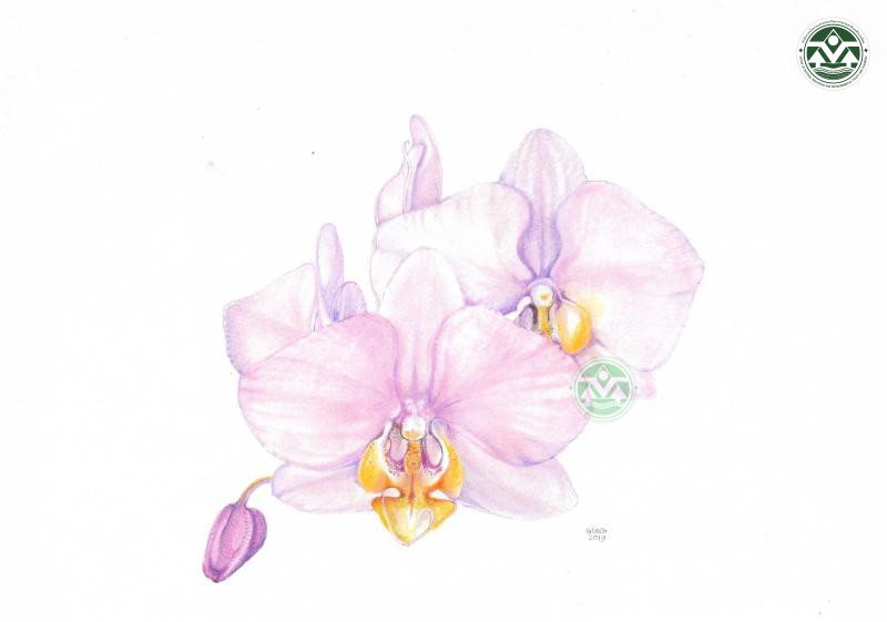 Phalaenopsis Princess Chulabhorn