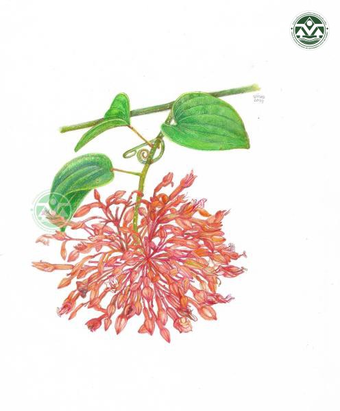Phanera sirindhorniae