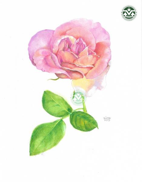 Rosa ‘Princess Maha Chakri Sirindhorn’