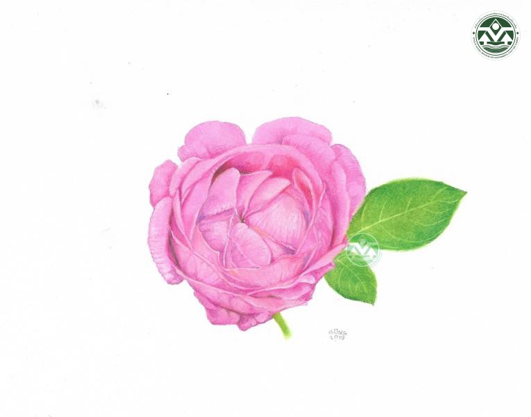 Rosa 'Chulalongkorn'
