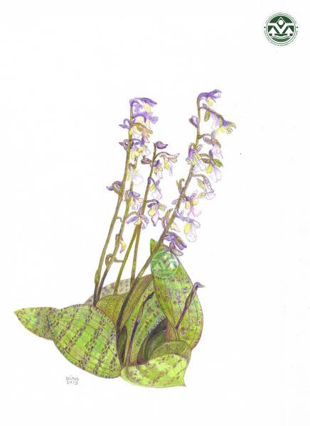 Sirindhornia mirabilis