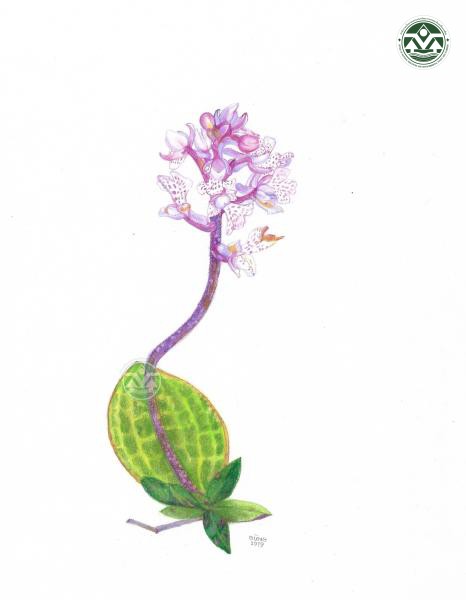 Sirindhornia monophylla