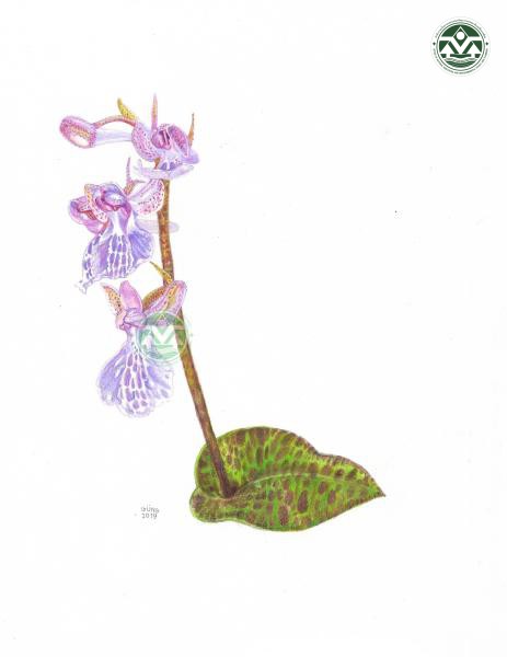 Sirindhornia pulchella