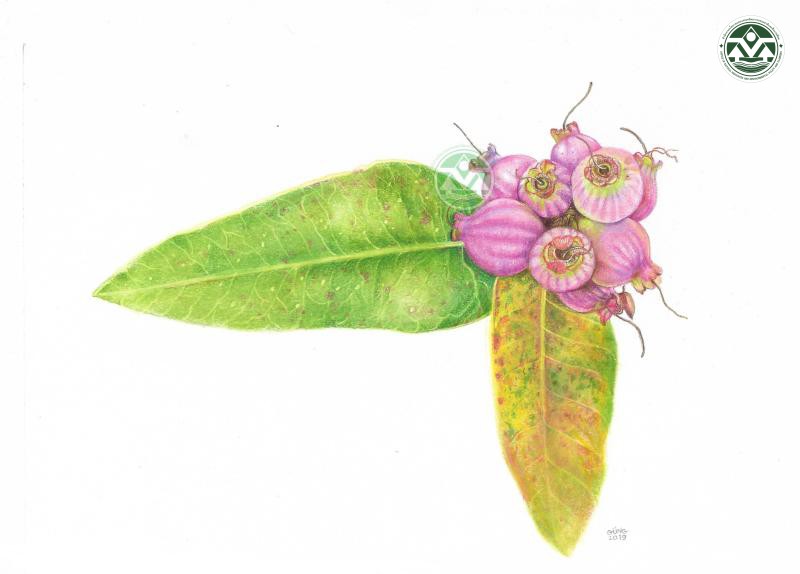 Syzygium sirindhorniae