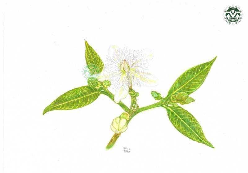 Wrightia sirikitiae